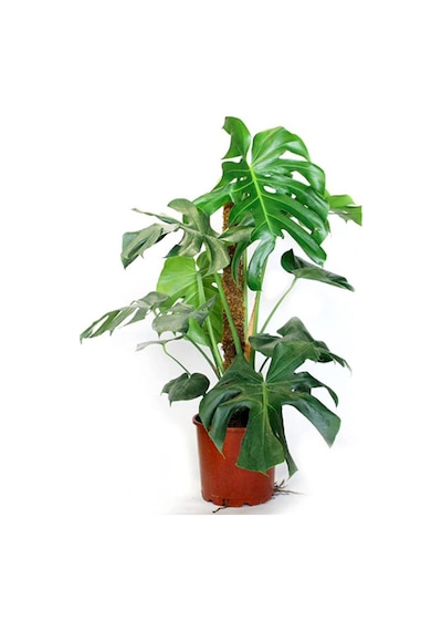 Monstera Yosun Gövdeli 2 Adet Deve Tabanı 80-100 Cm 2452