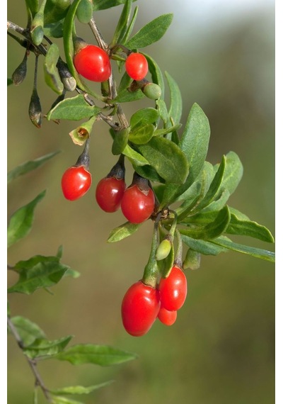 Gojiberry Fidanı 1 Adet
