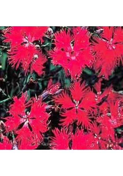 Dianthus Superbus Red Bol Kokulu Karanfil Çiçeği Tohumu 100 Adet