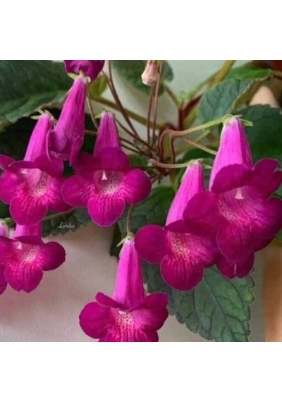 Özel X Smithicodonia Joy Kohleria Japon Küpelisi Çiçeği Fidesi Mini Potta