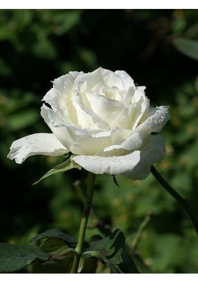 Gül Fidanı Rosa Laxa - Beyaz