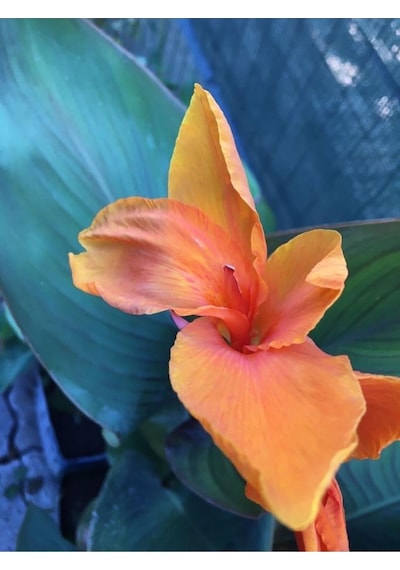 Canna İndica Kanna Tespih Çiçeği Fidanı Turuncu 10-20 Cm