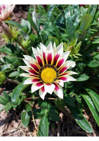 Videolu 10 Adet Beyaz Gazanya Çiçeği Fidanı 25-45 Cm Saksılı Çiçekli Bodur Bitkiler Gazania