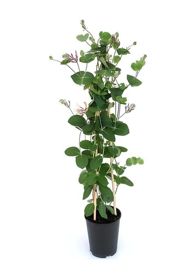 Kokulu Hanımeli Çiçeği 50-70 Cm 1 Adet Saksılı+yaprak Güzeli Çiçeği