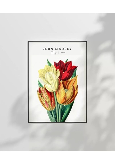 Çerçevesiz Poster John Lindley Lale