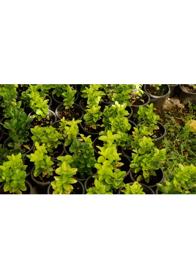 Taflan Fidanı - Canlı Bahçe Bitkisi 30-50cm 5 Adet