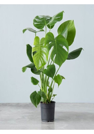 Videolu Deve Tabanı Çiçeği 1 Adet Saksılı 60-100cm Iç Mekan Salon Bitkisi Monstera Deliciosa