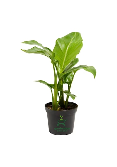 Strelitzia Cennet Kuşu Çiçeği 1 Adet Saksılı 10-30cm Mini Boy Starliçe Çiçeği