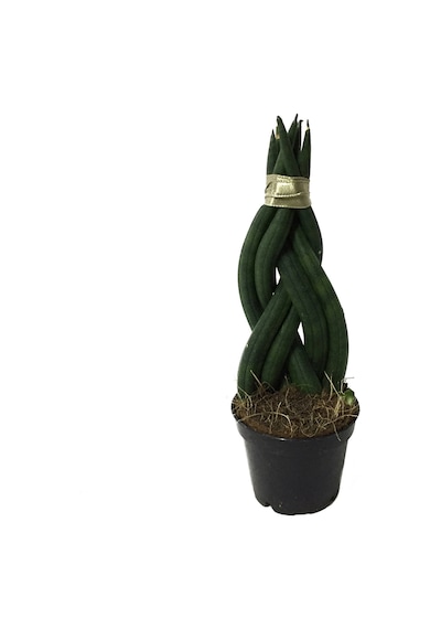 Sansevieria Gevlochten (Paşa Kılıcı) Ø5,5 CM Y10-15 CM