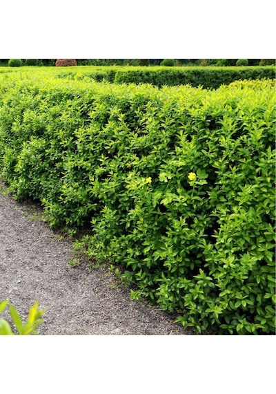 "kurtbağrı Fidanı Ligustrum,bahçeniz İçin Sık Ve Yeşil Çit" 2 Yaş