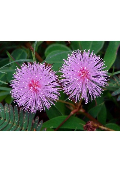 30+ Mimosa Pudica Küstüm Çiçeği Deprem Çiçeği Tohumu