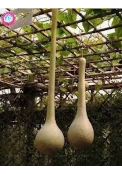 Nadir Uzun Su Kabağı Tohumu Ekim Seti 3 Tohum + Saksı+Toprak+