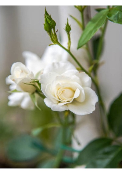 Chopin Beyaz Gül Fidanı 1adet Saksılı 50-70cm Dış Mekan "white Rose"