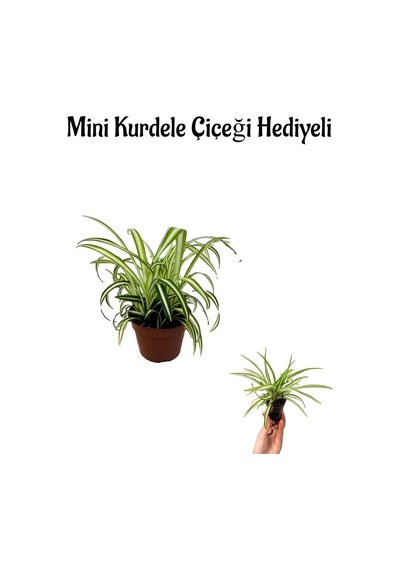 Hediyelik Kurdele Çiçeği Anneler Gününe Özel Mini Kurdele Çiçeği
