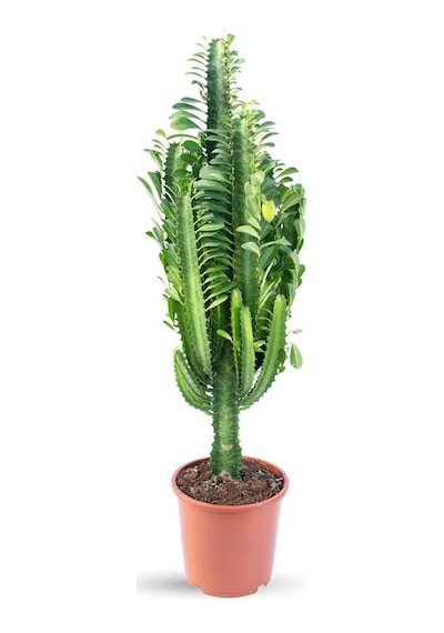 Euphorbia Trigona süt Ağacı