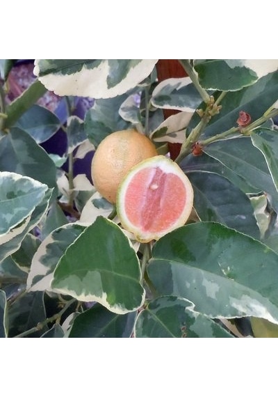 6 Yaş Aşılı Tropikal Alacalı Limon Fidanı. Torbada