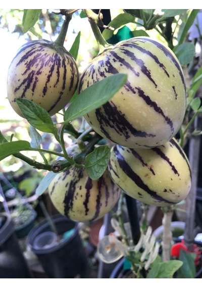 Cox Shine Mersin Pepino Fidesi