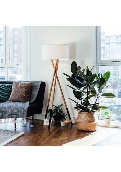 Kauçuk Ficus Elastica 40- 60 Cm 2 Adet