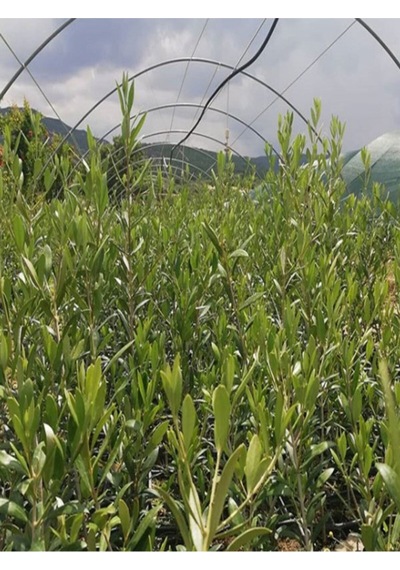 Videolu Gemlik Trilye Bodur Zeytin Fidanı 6 Adet 50-70 Cm Olive Sapling Bahçe Bitkisi