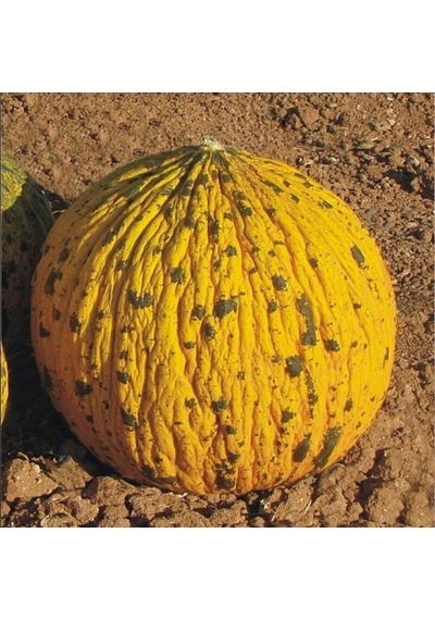 Dalaman Kavun Tohumu 5 Gram 1 Paket