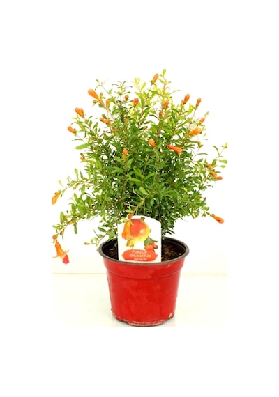 Videolu Bodur Süs Narı Fidanı 25 -30 Cm Saksılı Çiçekli Bodur Bitkiler Pomegranate