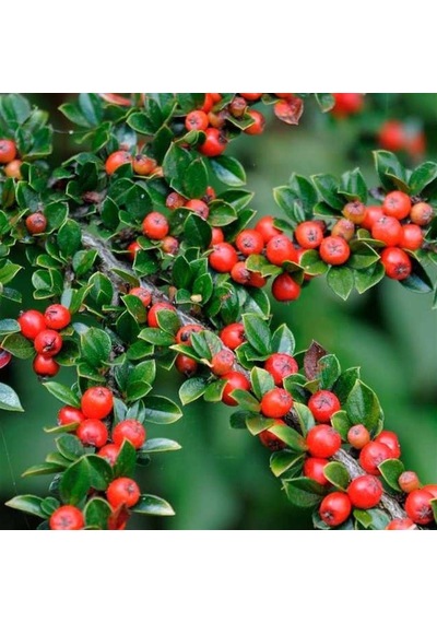 Thebestonline Herdem Yeşil Dağ Muşmulası, Cotoneaster, Saksıda