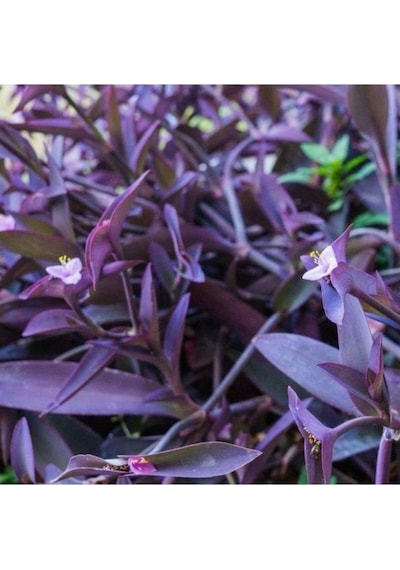 Tradescantia Saksılı Mor Telgraf Karasevda Çiçeği 10-20 Cm