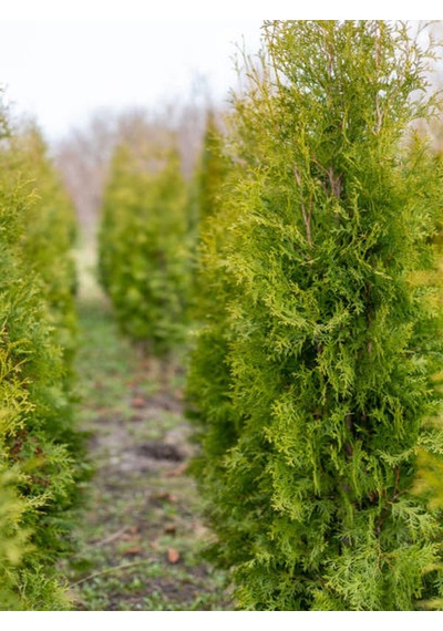 Videolu Mis Kokulu 10 Adet Limon Selvi Fidanı Bahçe Çamı 10-20cm Tüplü Lemon Cypress Tree