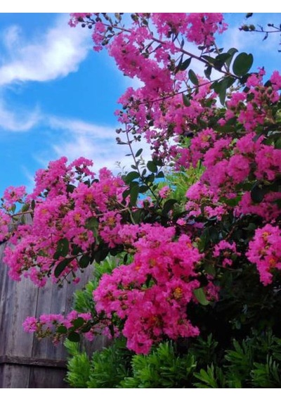 Favori Ürün Beyaz Pembe Renkli Oya Ağacı Fidanı 60 80 Cm 2 Adet Lagerstroemia Indica