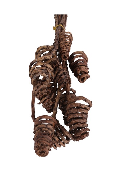 Yapay Çiçek Sitesi Kuru Çiçek Doğal Tropic Tail Cone 55 Cm 10lu Naturel