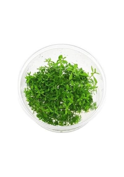 Proserpinaca Palustris Cuba In Cup Canlı Bitki