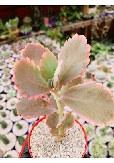 Kalanchoe Fedschenkoi Pembe Kalanchoe Koleksiyonluk Tür