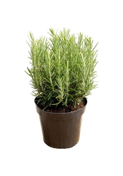 Biberiye Bitkisi Çiçek Açan Cins 25- 35cm Aromatik Rosmarinus Officinalis 14cm Saksıda