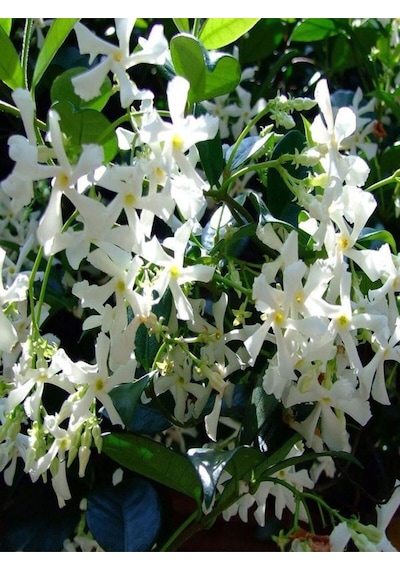 9 Adet Tüplü Mis Kokulu Arap Yasemini Rhyncospermum Jasminoides Türü 40-50 Cm Boyunda