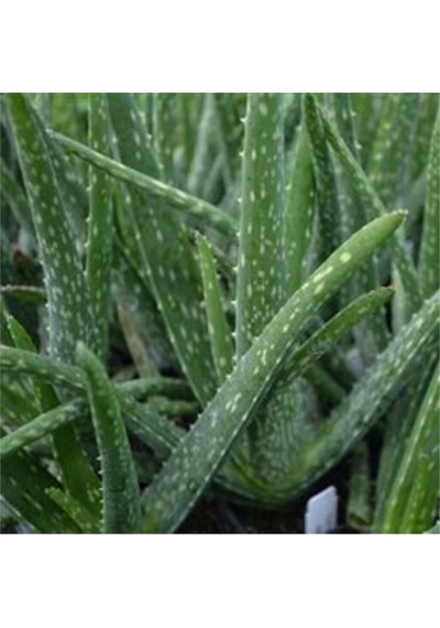 Aloevera Bitkisi 20-30 Cm Doğal Krem Şifalı Bitki Sarısabır