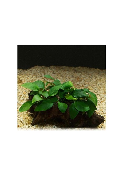 Tr Anubias Barteri Var 5-6 Yapraklı Kök Canlı Bitki