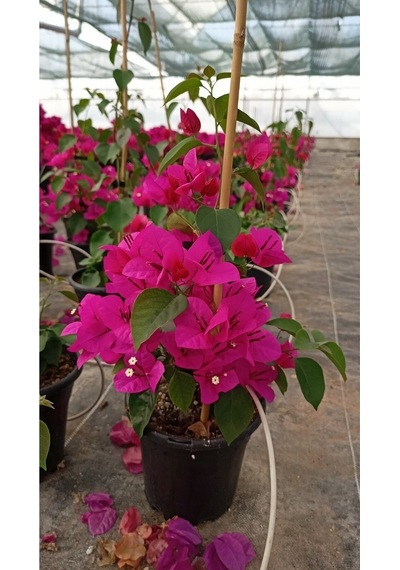 Sarmaşık Begonvil Çiçeği- Fuşya Renk Sarılıcı Begonvil - 40/50cm Bougainvillea