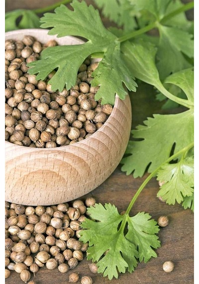 Şifalı Kişniş Tohumu Cilantro Coriandrum Sativum