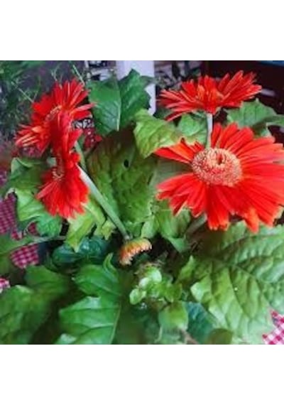 10 Adet Tohum Çok Nadir Bulunan Gerbera Çiçeği Tohumu Saksı Topra