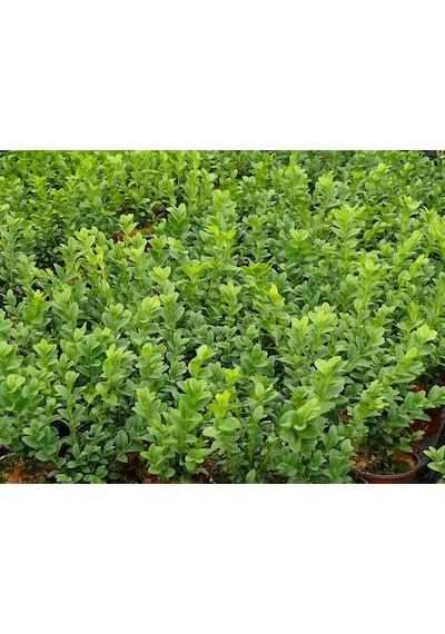 Bonsai Şimşir Fidanı Buxus Sempervirens Rotundifolia 3 Adet
