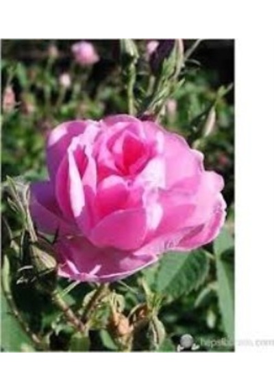 Yediveren Pembe Gül Fidesi Fidanı 15-25 Cm