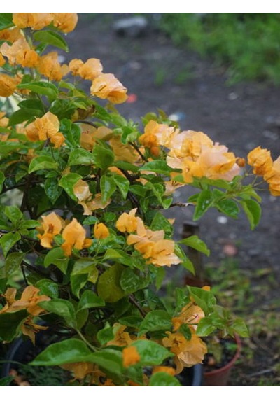 Videolu Sarı Begonvil 90 110 Cm 1 Adet Saksılı/ Tüplü Çiçekli Dış Mekan Bitkisi Bougainvillea