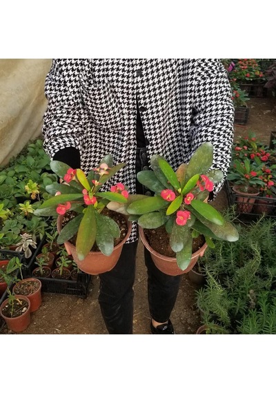 Büyük Boy Kırmızı Euphorbia Milli / Dikenler Tacı, Saksıda