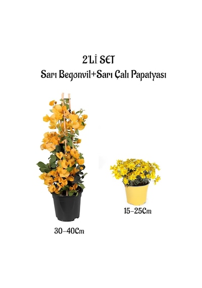 Sarı Renk Begonvil Çiçeği +sarı Çalı Papatyası Çiçeği 2li Set Dış Mekan Bitkisi Begonvillia Daisy