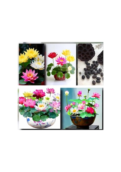20 Adet Lotus Çiçeği Tohumu Nilüfer Çiçeği Karışık Renkli Orjinal Lotus Su Ve Toprakta Yetişir Çok Renkli