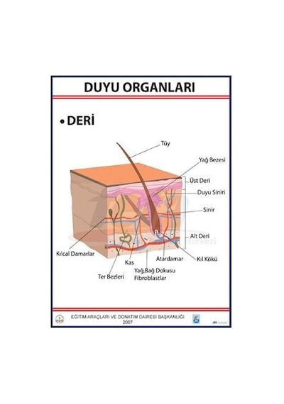 Duyu Organları Levhası Deri