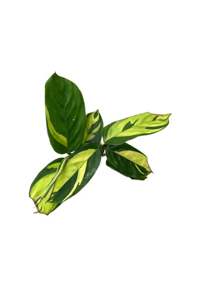 Ctenanthe Lubbersiana Golden Mosaic Dua Çiçeği