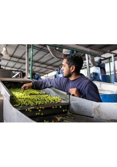 Zeytinbeyli Taşbaskı 5 Lt Natürel Sızma Soğuk Sıkım Zeytinyağı