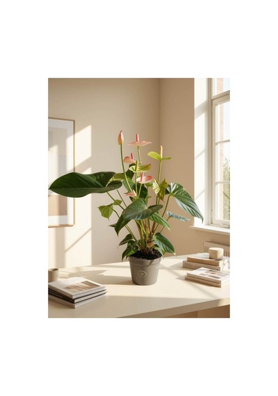Pembe Antoryum / Flamingo Çiçeği Anthurium Andraeanum 70-80 Cm