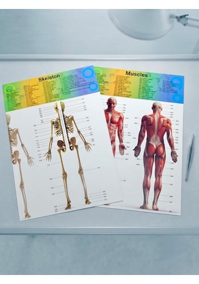 Minyatür İnsan Gövdesi 7 Parça Takılabilir Organ Anatomisi Vücut Tanıma Eğitim Seti 15 Cm